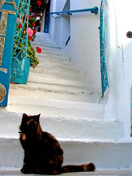 Greek Cat