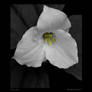 Trillium