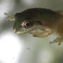 Baby frog on Window