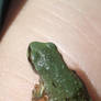 Baby frog in my palm