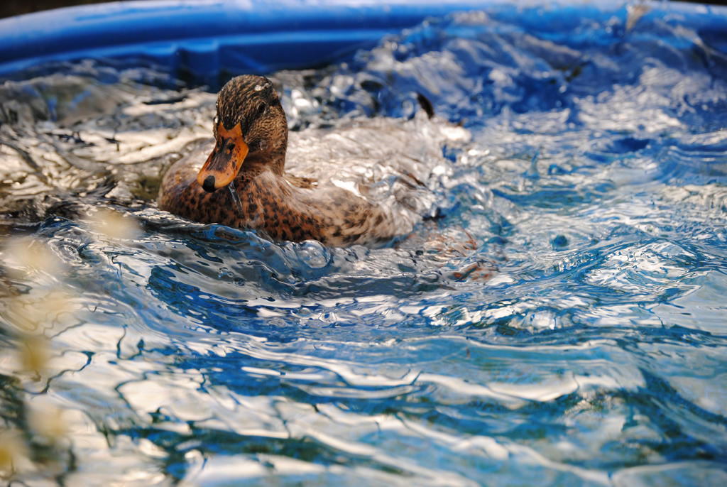 comme un canard dans l eau 6