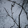 Silhouette of Twigs