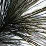 Icy Pine Needles