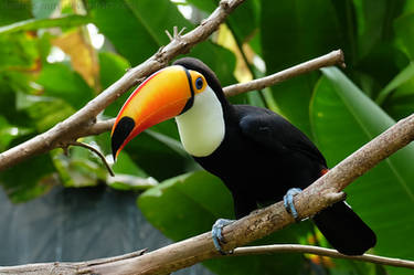 Tucan