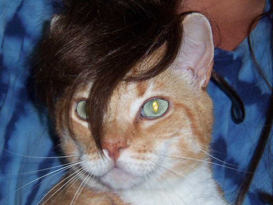 Cat with a bad hair piece