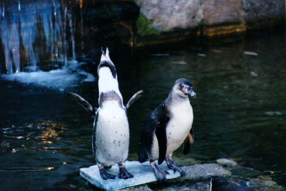 Penguins