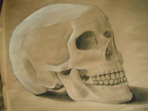 Skull Study