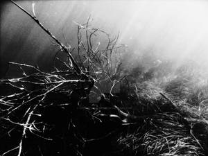 Submerged Olive Tree