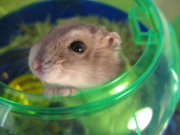 Hammie