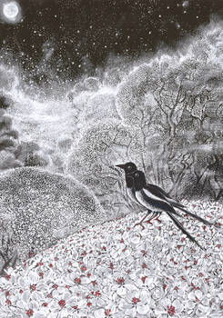 magpies in the springtime trees