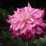 Pink/purple Dahlia