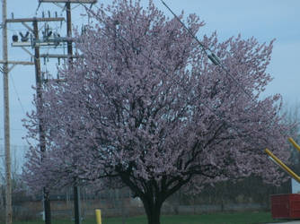 Dogwood tree