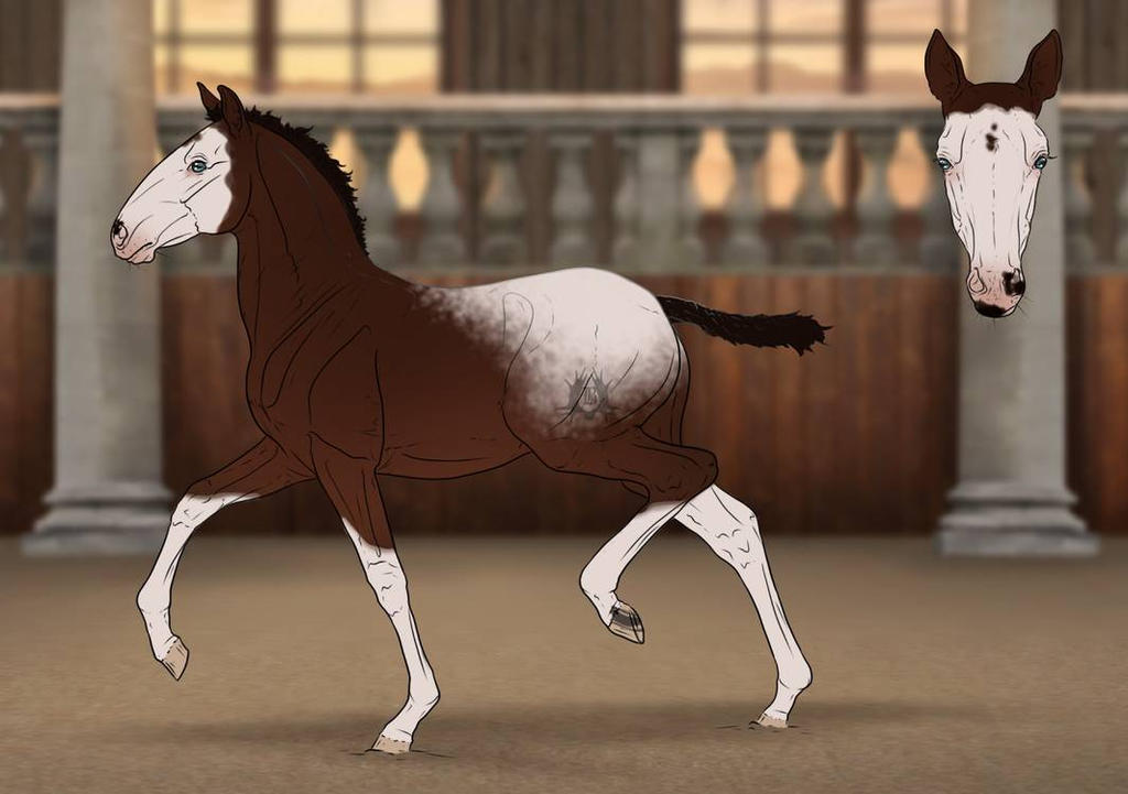 Barroco Foal Design | Mini-Luicifer