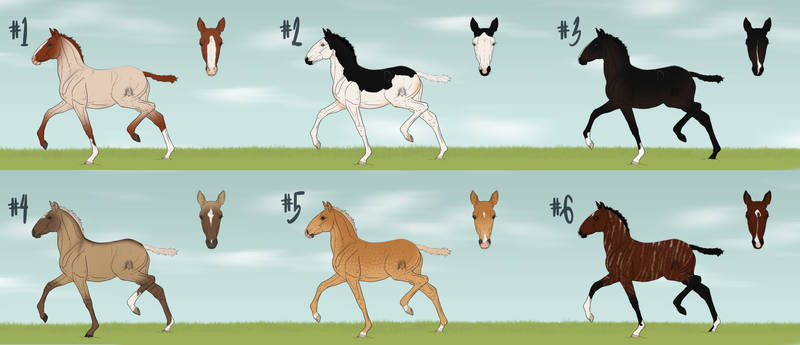 Barroco Spring Foals | Point Batch