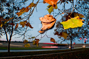 Fall in UC Santa Cruz