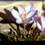 Harbinger Of Spring