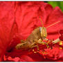 Grasshopper frontal