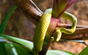 Green Mamba