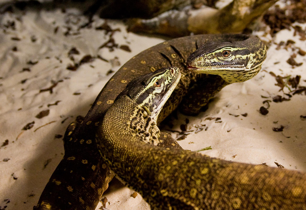 Cold Blooded Love