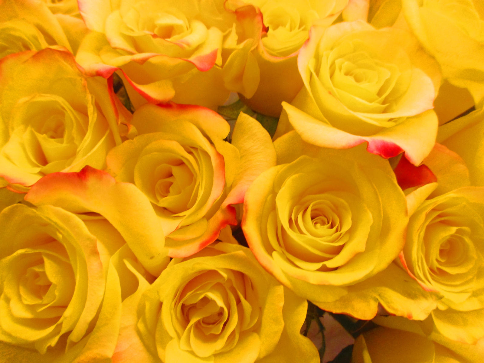 Yellow Febuary February Friday Fusion : Yellow Friendship by SpringBonnieXMeriEwe on ...