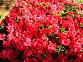 Rhododendron Azaleas