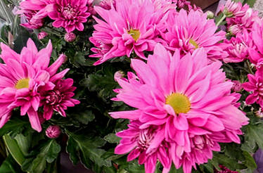 Indoor Garden And For Sale Hardy Chrysanthemums