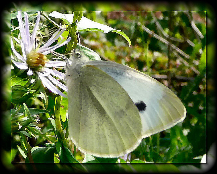 white butterfly