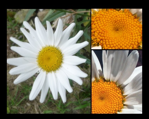 shasta daisies