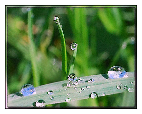 blue dew drops