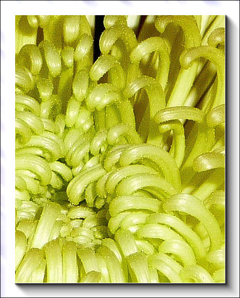 Chrysanthimum