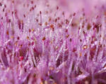 Glistening Sedum by sherln