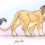 pregnant lioness