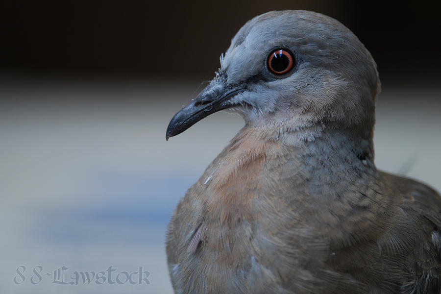 Spotted Turtle-Dove 01