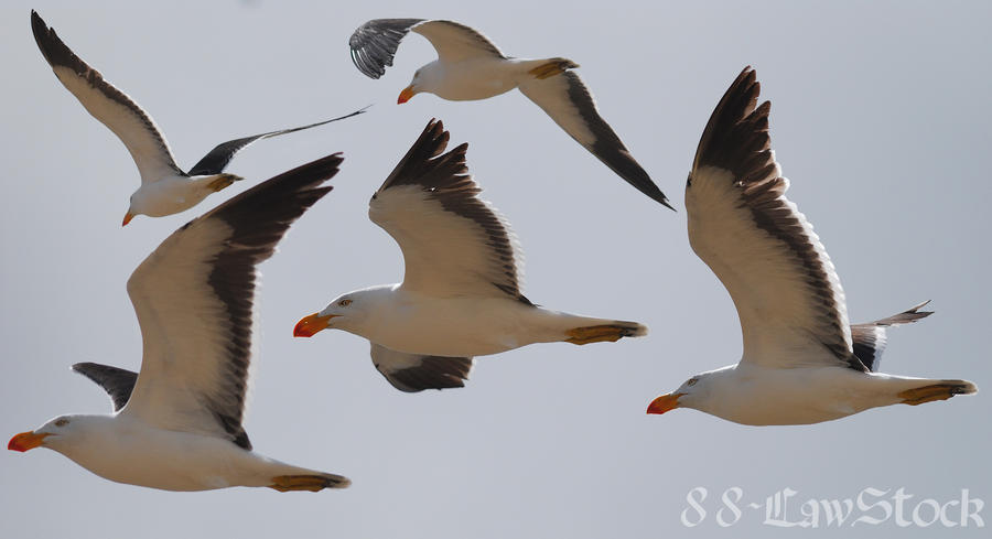 Pacific Gulls