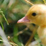 Ducklings 012