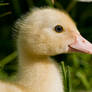 Ducklings 015