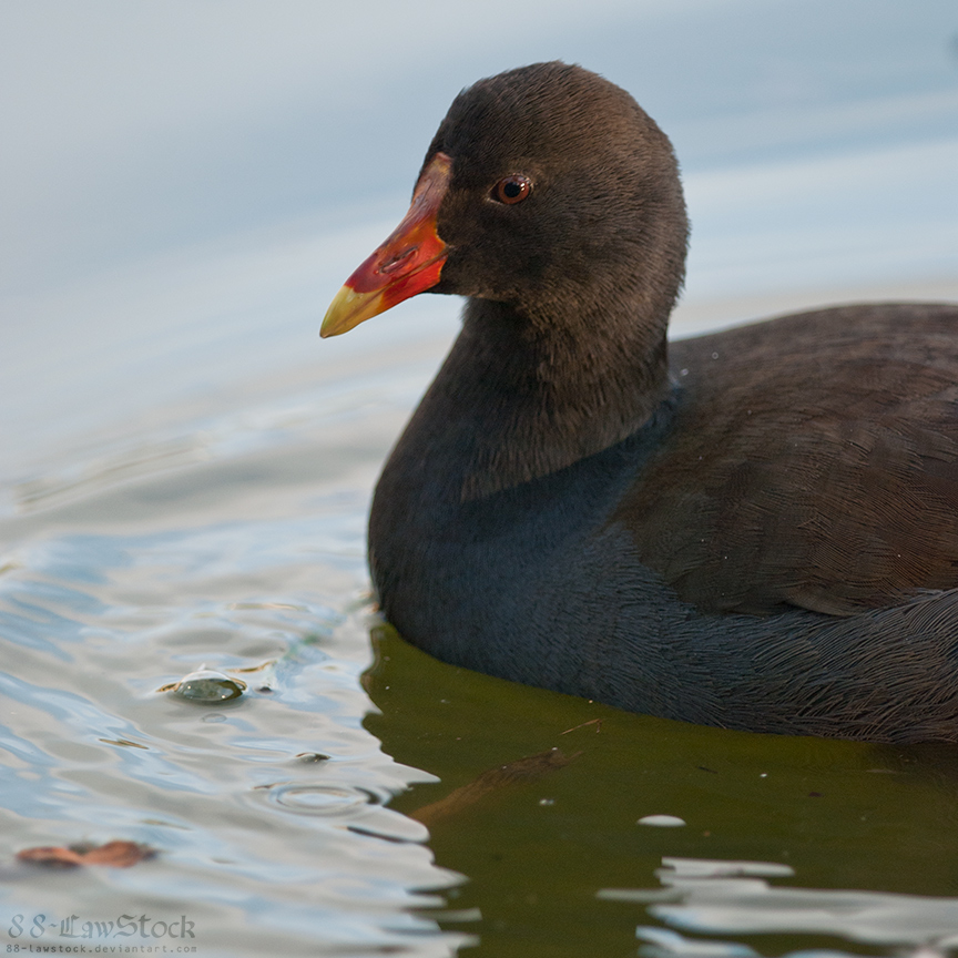 Dusky Moorhen 01