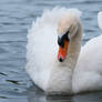 Mute Swan 03