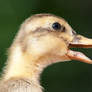 Ducklings 021