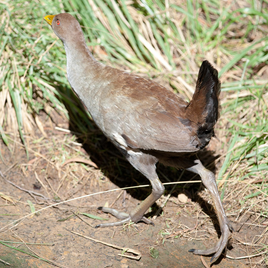 Tasmanian Native-hen 03