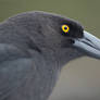 Currawong 06