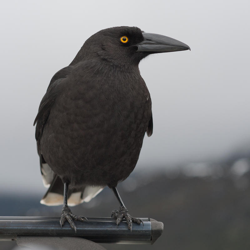 Black Currawong 07