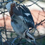 Laughing Kookaburra 03