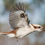 Laughing Kookaburra 06