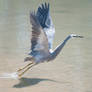 White faced Heron 02