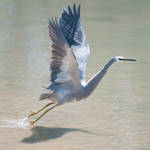 White faced Heron 02 by 88-Lawstock