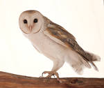 Australian Barn Owl by 88-Lawstock