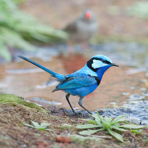 Splendid Fairywren