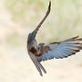 Falco berigora in flight