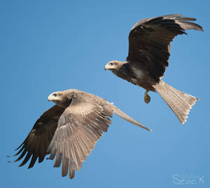 Black Kite